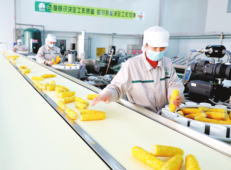 “企業+合作社+農戶”聯動模式助力公主嶺市農副產品發展及周邊農民就業脫貧